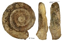 Prodactyloceras davoei